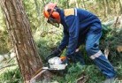 Central Parktree-felling-services-21.jpg; ?>